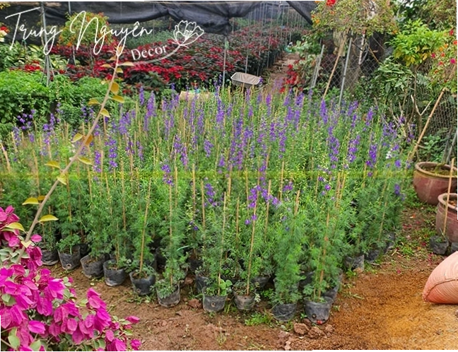 Cây Violet Tím với vẻ đẹp thu hút