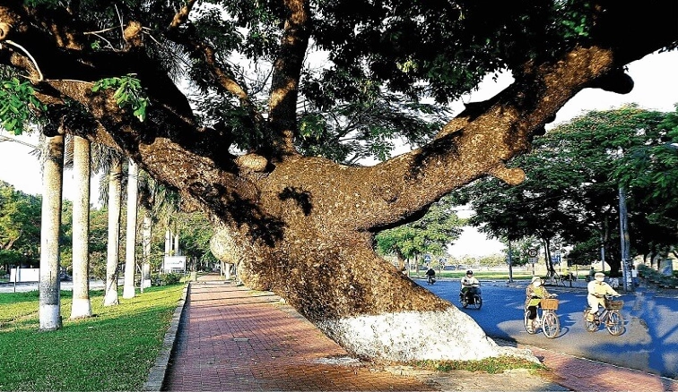 Cây Xà Cừ: Đặc Điểm, Công Dụng và Ý Nghĩa Phong Thủy