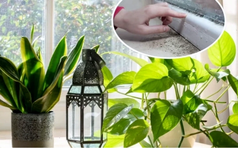 Cây xanh giúp cân bằng độ ẩm hiệu quả.