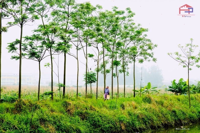 Cây xoan đứng sừng sững giữa khung cảnh đồng quê