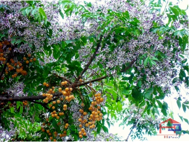 Cây xoan với tán lá xanh mướt