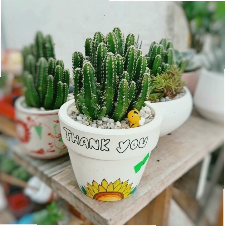 Cây xương rồng được trồng trong chậu trang trí không gian sống
