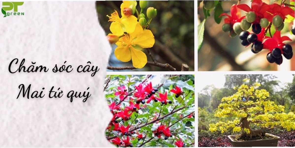 Chăm sóc cây Mai tứ quý giai đoạn phục hồi và tăng trưởng