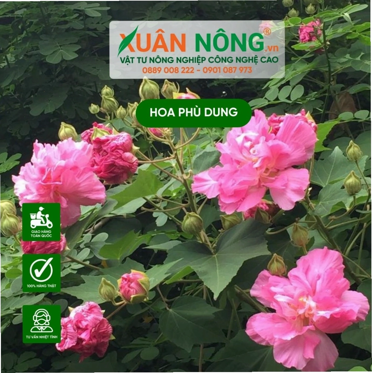 Chăm sóc cây phù dung đúng cách