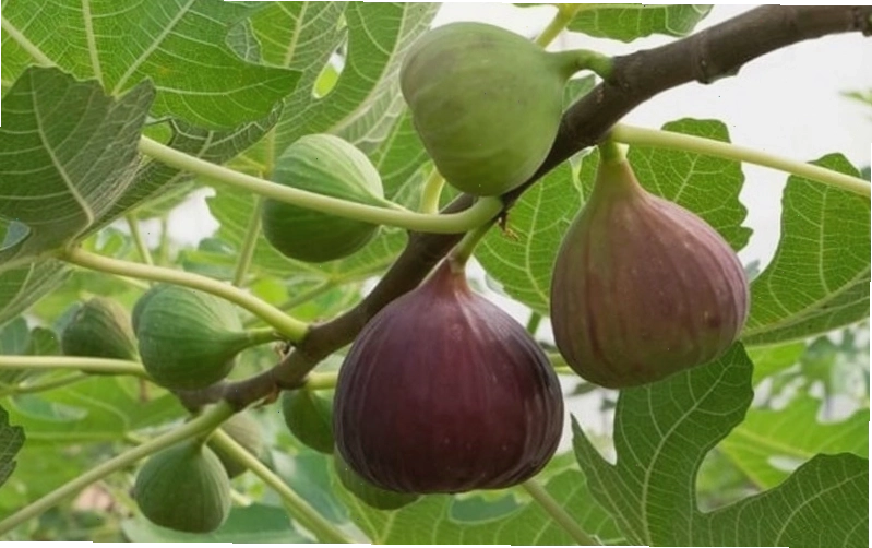 Chăm sóc cây vả ra quả sai