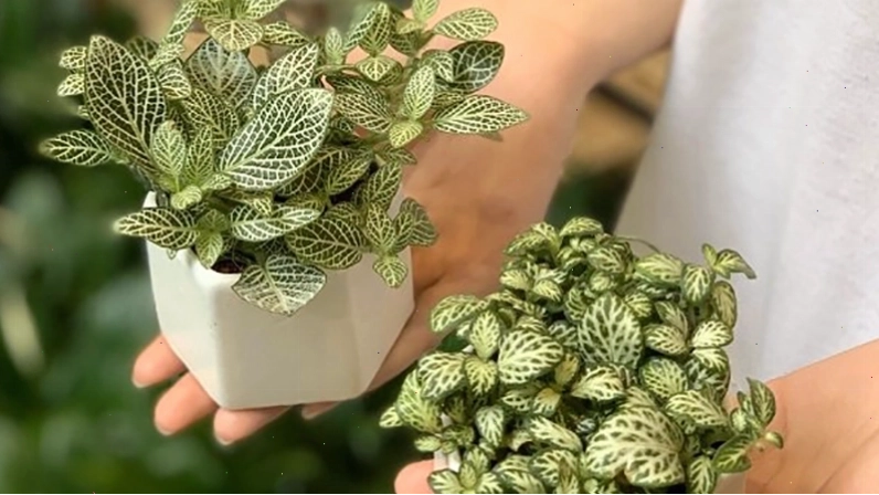 Chăm sóc đúng cách giúp cây cẩm nhung phát triển nhanh và khỏe mạnh
