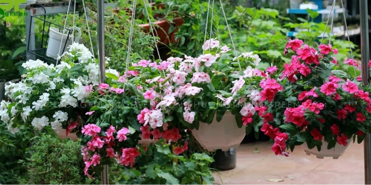 Chăm sóc hoa dừa cạn để cây ra hoa quanh năm
