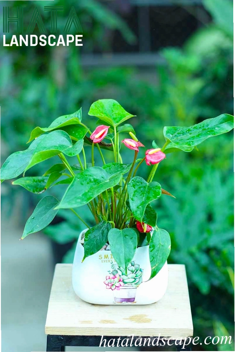 Chậu cây hồng môn đẹp bán tại cửa hàng