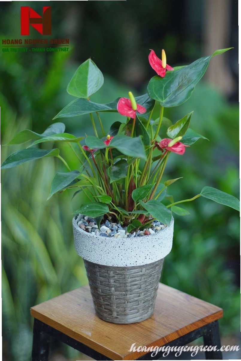 Chậu cây hồng môn nhỏ xinh
