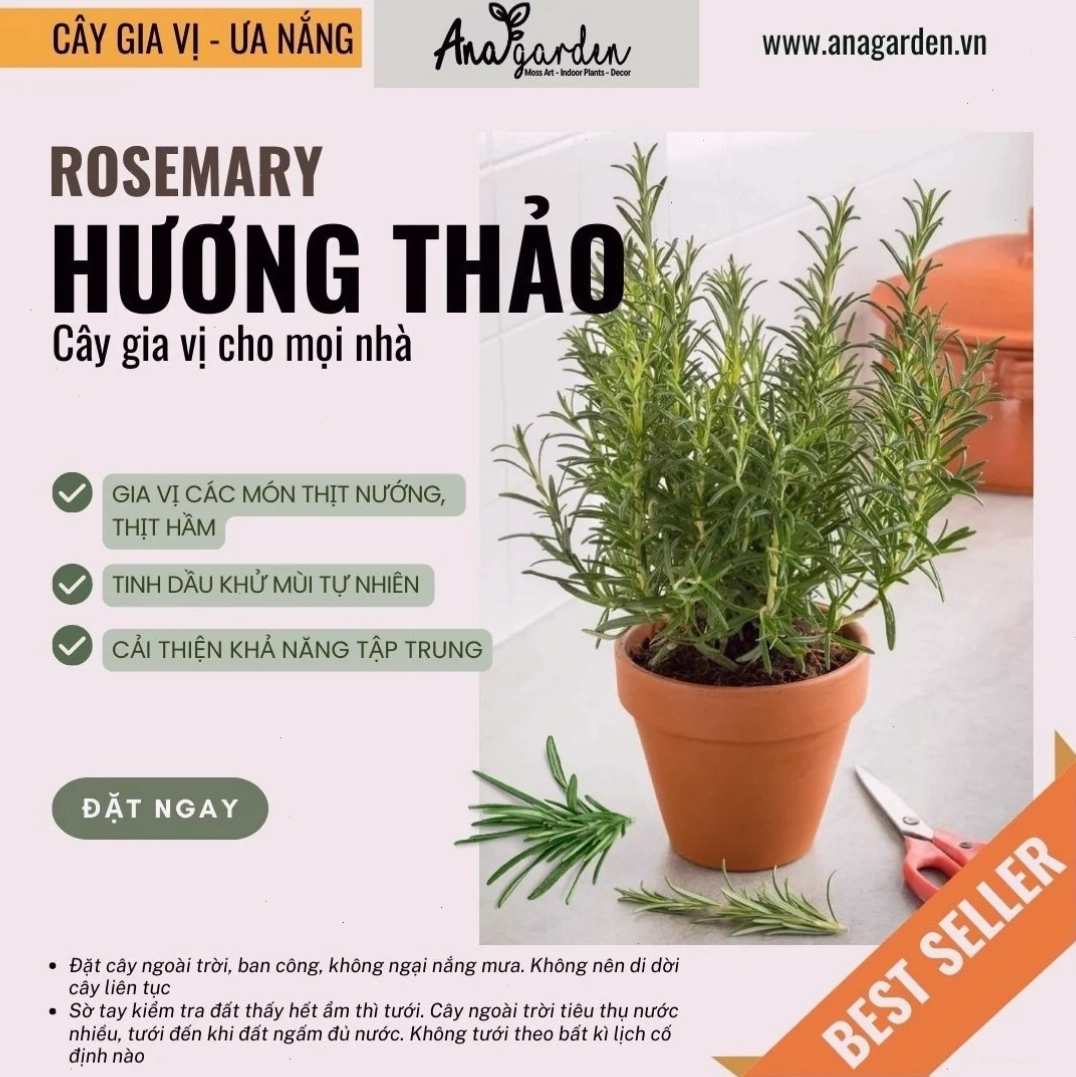 Chậu cây hương thảo với lá xanh mướt