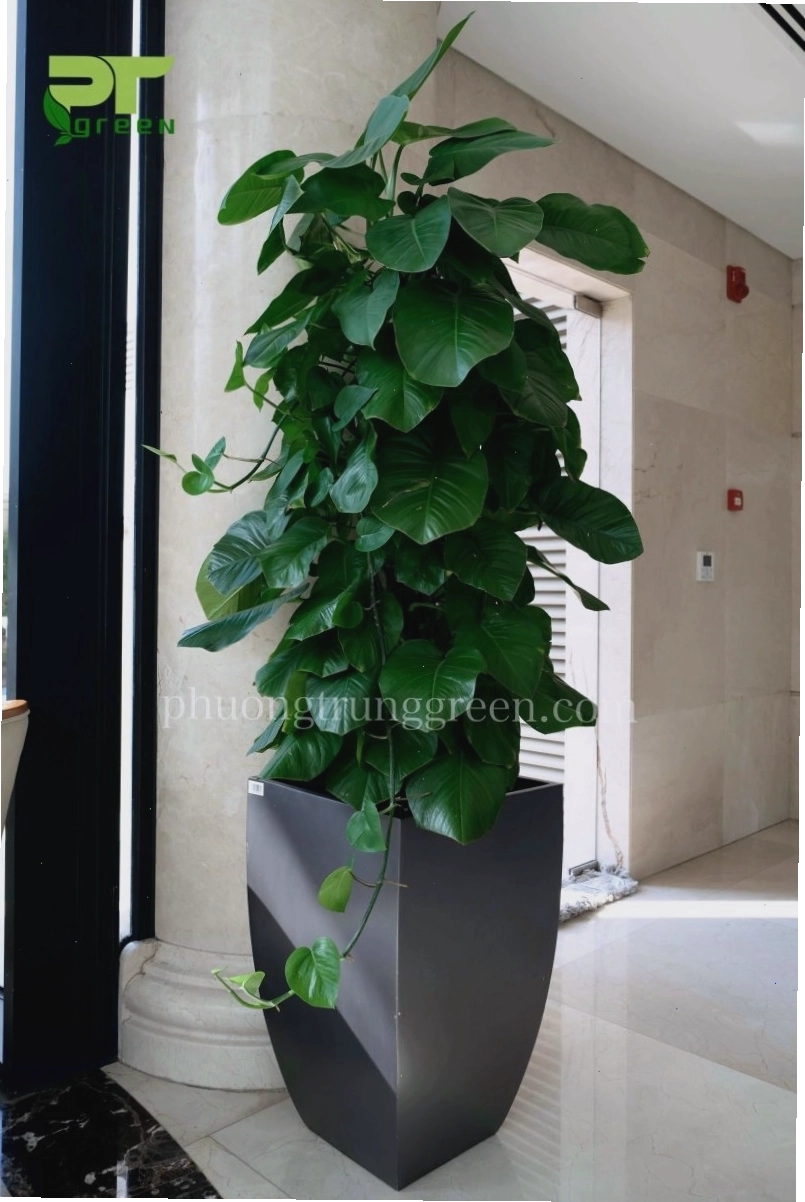 Chậu cây trầu bà leo cột đặt trên sàn nhà