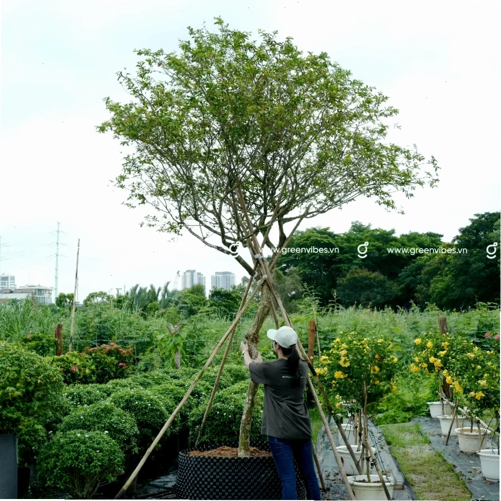 Chậu cây tường vi nhỏ xinh phù hợp trồng ban công