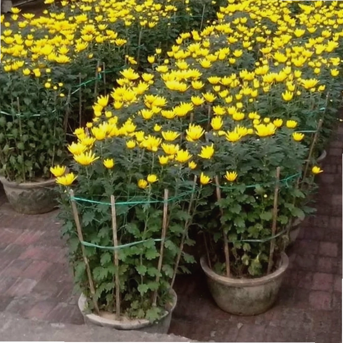 Chậu hoa cúc đại đoá với sắc vàng tươi tắn