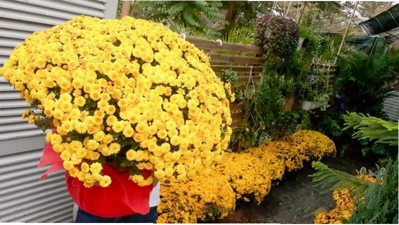 Chậu hoa cúc vàng trưng bày ngày Tết