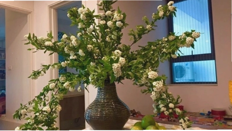 Chậu hoa tiểu tú cầu đặt trên bàn phòng khách, tạo điểm nhấn xinh xắn