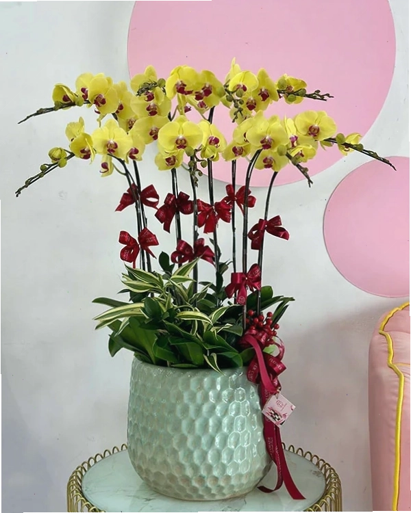 Chậu lan hồ điệp vàng 023 với vẻ đẹp kiêu sa