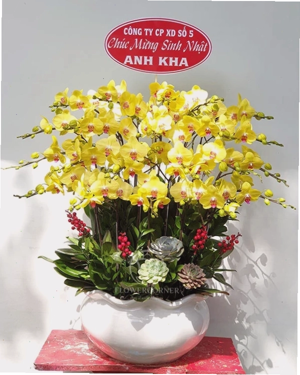 Chậu lan hồ điệp vàng Mùa Đoàn Viên với ý nghĩa sum vầy