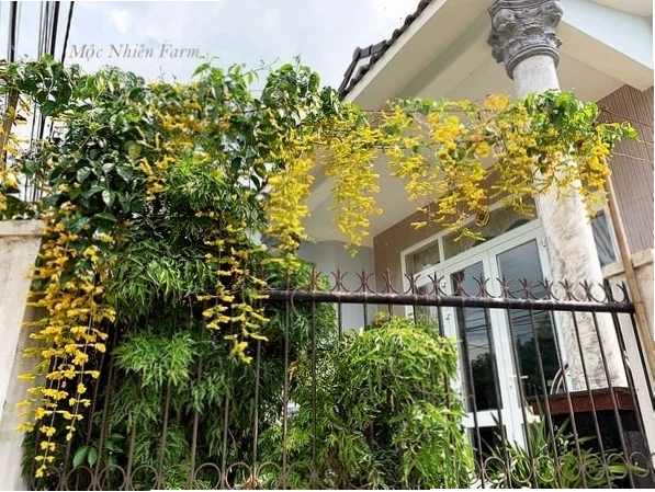 Chậu lan hoàng dương treo cao, khoe sắc rực rỡ