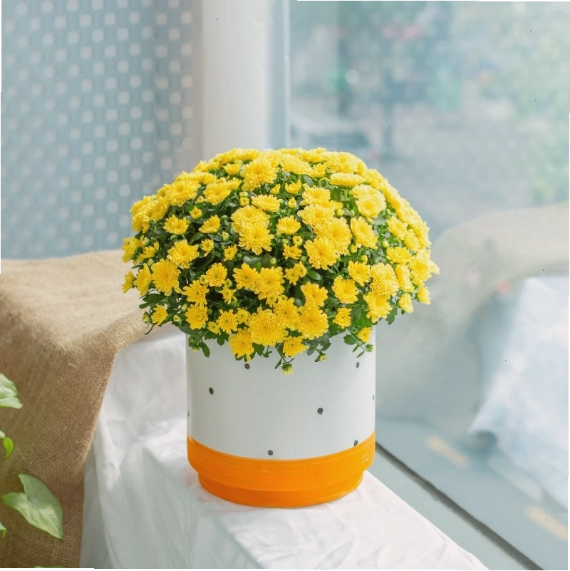 Chậu Sứ Hoa Cúc Hoàn Cầu 105 Dalat Hasfarm