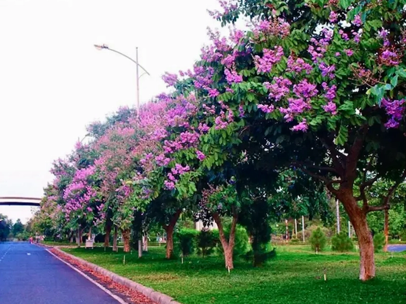 Chiêm ngưỡng vẻ đẹp của cây bằng lăng qua các mùa và ý nghĩa sâu sắc