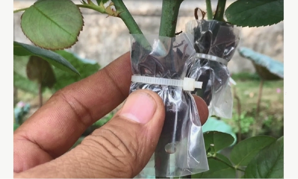 Chiết cành để nhân giống hoa hồng leo Pháp