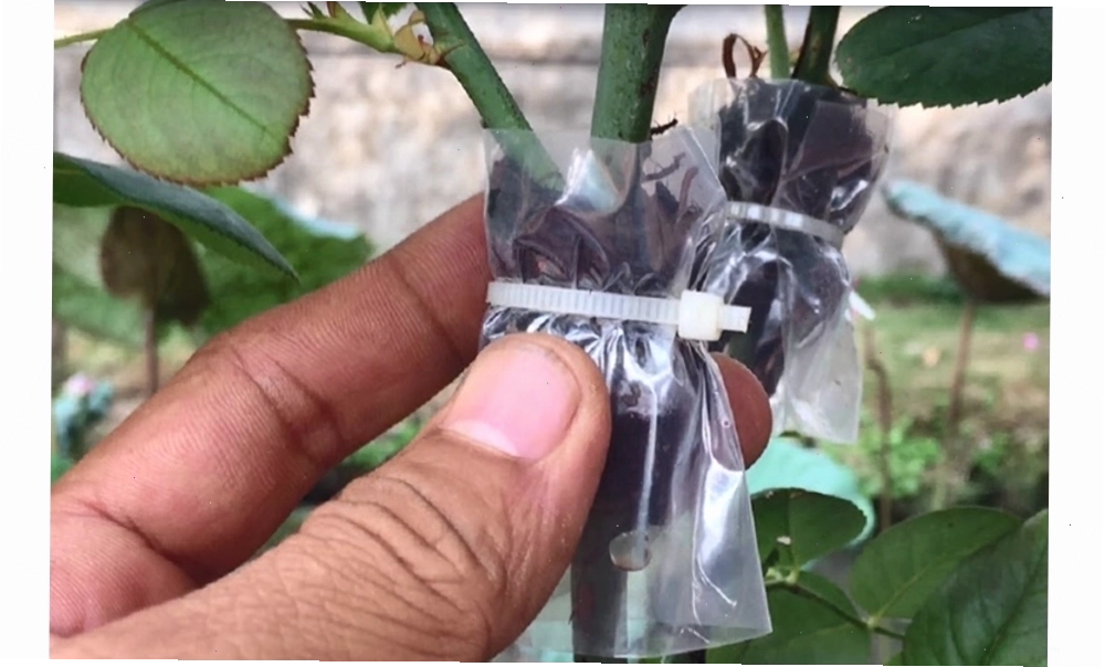 Chiết cành là phương pháp phổ biến để nhân giống hoa hồng leo Pháp