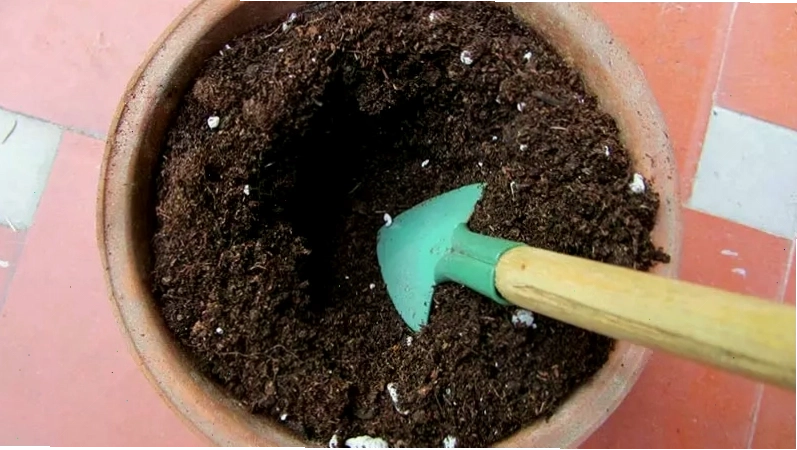 Cho đất vào chậu đã chuẩn bị trước khi trồng hoa Thanh Tú