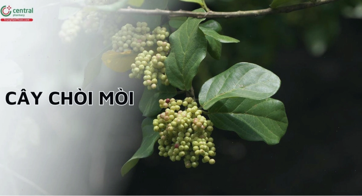 Chòi Mòi (Chua mòi, Chùm mòi - Antidesma ghaesembilla) là tên gọi khác của cây chòi mòi
