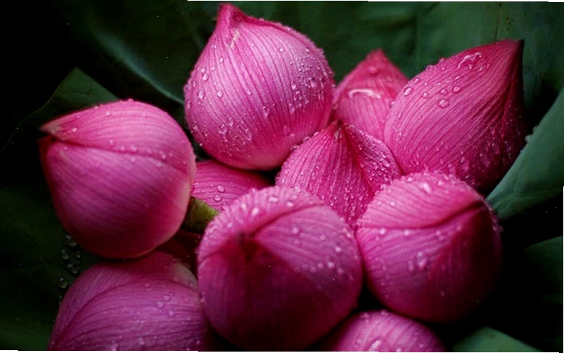 Chọn hoa mới nở