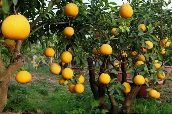 Chùm hoa bưởi trắng muốt khoe sắc trong nắng mai