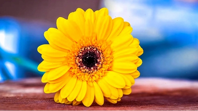 Chùm hoa đồng tiền màu vàng tươi tắn