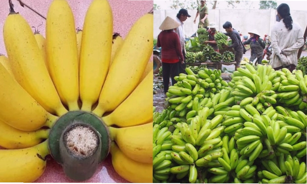 Chuối bơm thường được dùng để chế biến chuối sấy