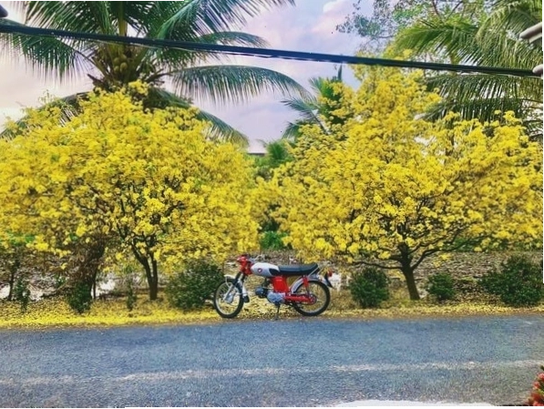 Con đường rực rỡ sắc hoa mai vàng