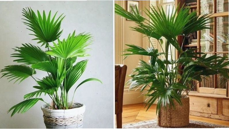 Công dụng của cây cọ