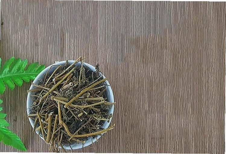 Công dụng của cây mắc cỡ được ứng dụng trong điều trị một số bệnh lý