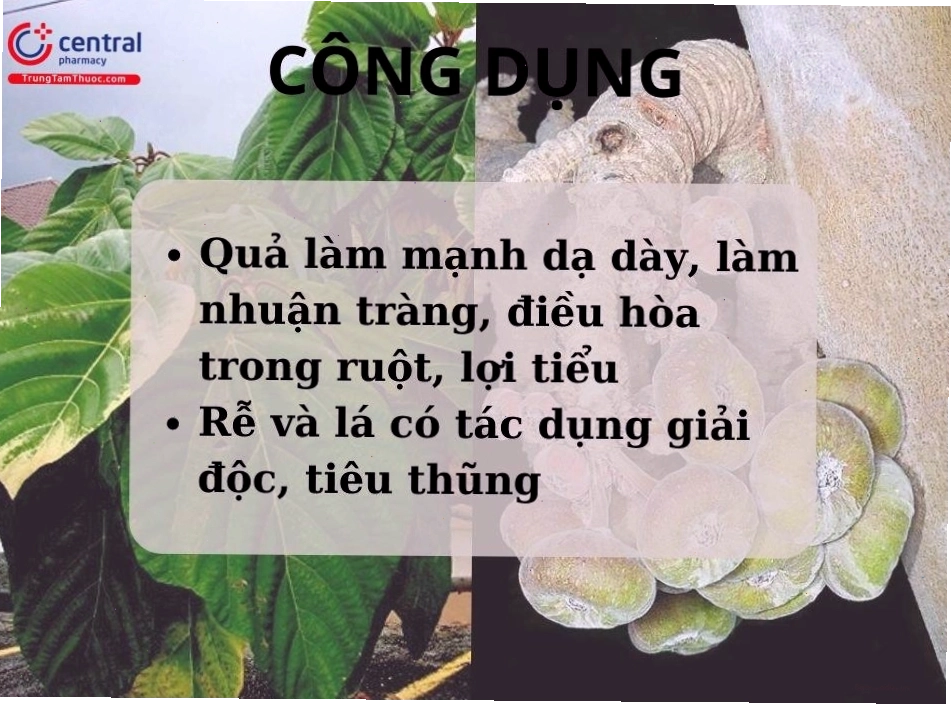 Công dụng của quả vả đối với sức khỏe con người
