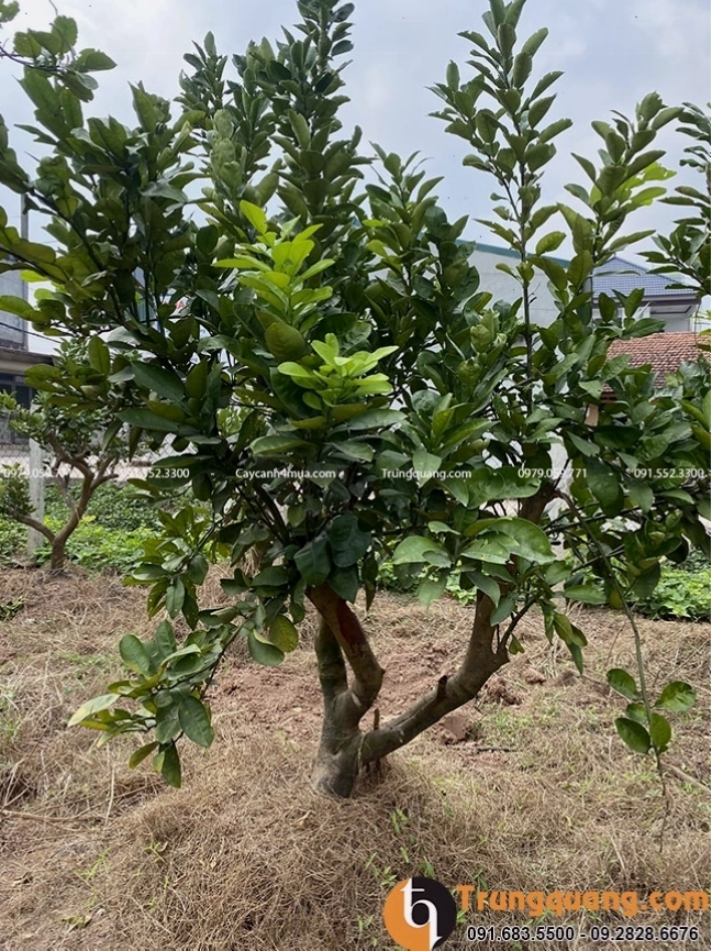 Công dụng đặc biệt của cây bưởi diễn