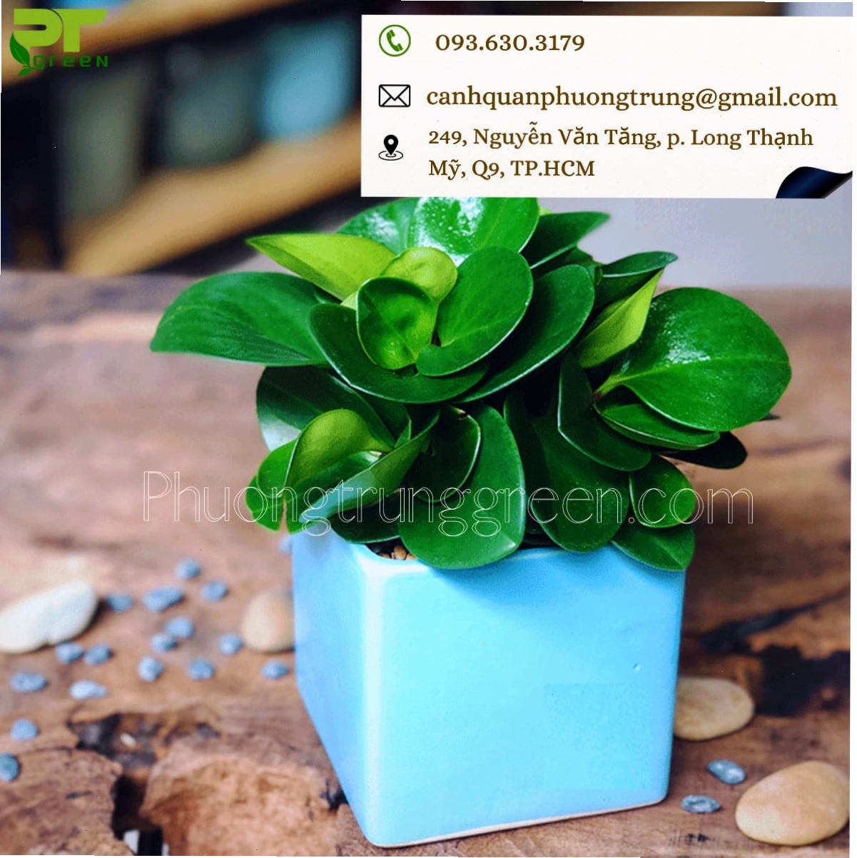 Công ty TNHH Cảnh Quan Phương Trung bán cây trường sinh với giá tốt và chất lượng cao