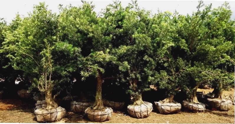 Cửa hàng cây hoa cảnh online ILG (I Love Gardening) trưng bày nhiều loại cây xanh