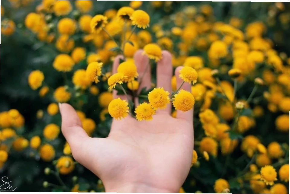 Cúc vàng nhỏ với vẻ đẹp dịu dàng, thanh thoát