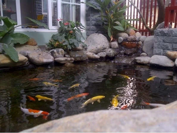 Đá cuội to dùng để kè hồ cá hoặc làm hòn non bộ