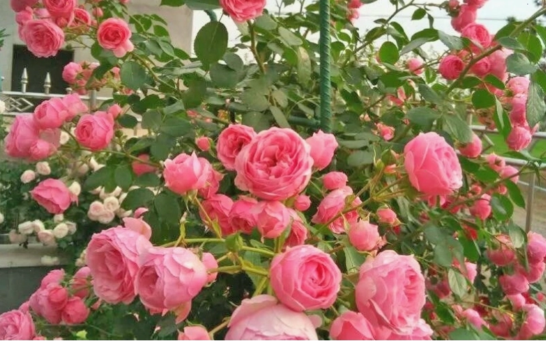 Đặc điểm cây hồng leo