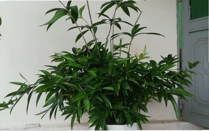 Đặc điểm cây trúc nhật