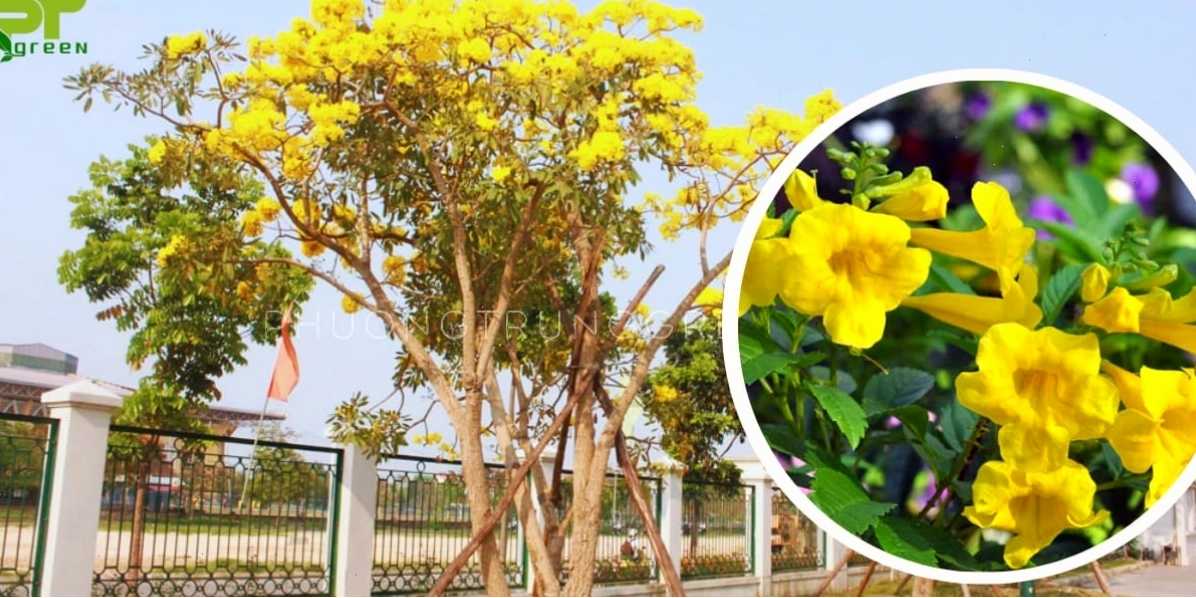 Đặc điểm hình thái của cây chuông vàng