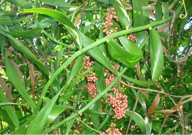 Đặc điểm hình thái của cây mây