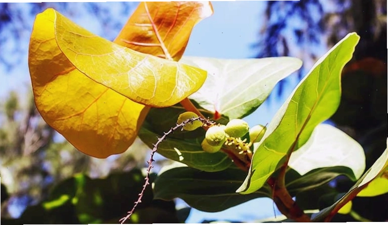 Đặc điểm lá và quả của cây bàng