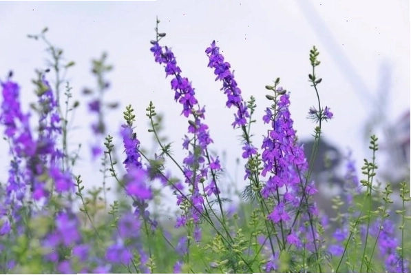 Đặc điểm nổi bật của hoa Violet