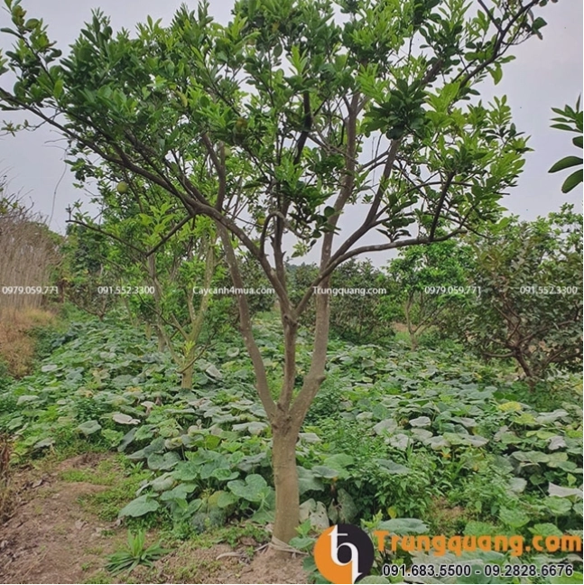 Đặc điểm sinh thái của cây bưởi diễn