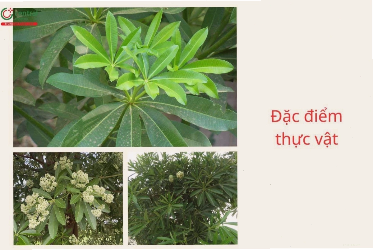 Đặc điểm thực vật của cây hoa sữa với lá và hoa