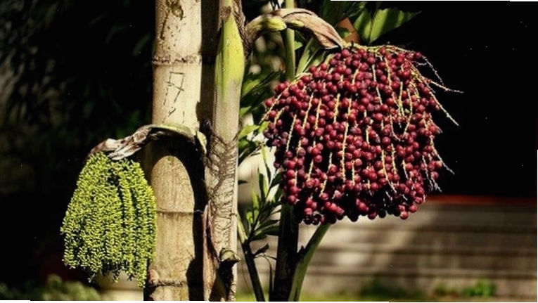 Đặc tính dược liệu của cây móc (cây đủng đỉnh) đã được ghi nhận và ứng dụng.